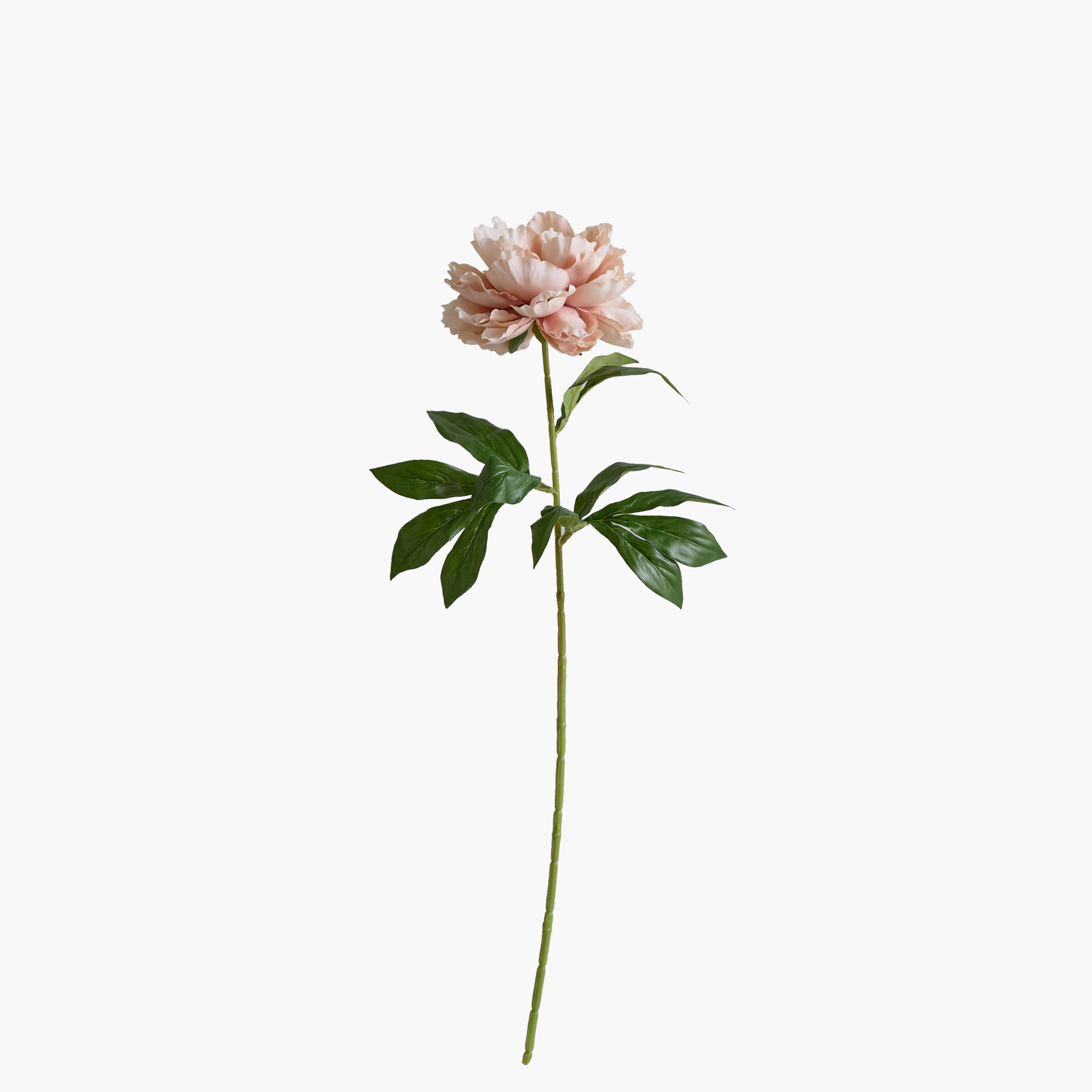 Floret Single Peony Flower Stick - 66 cm-hbxdecorandfurnishings-homeaccessories-artificialflowersandplants-image-8