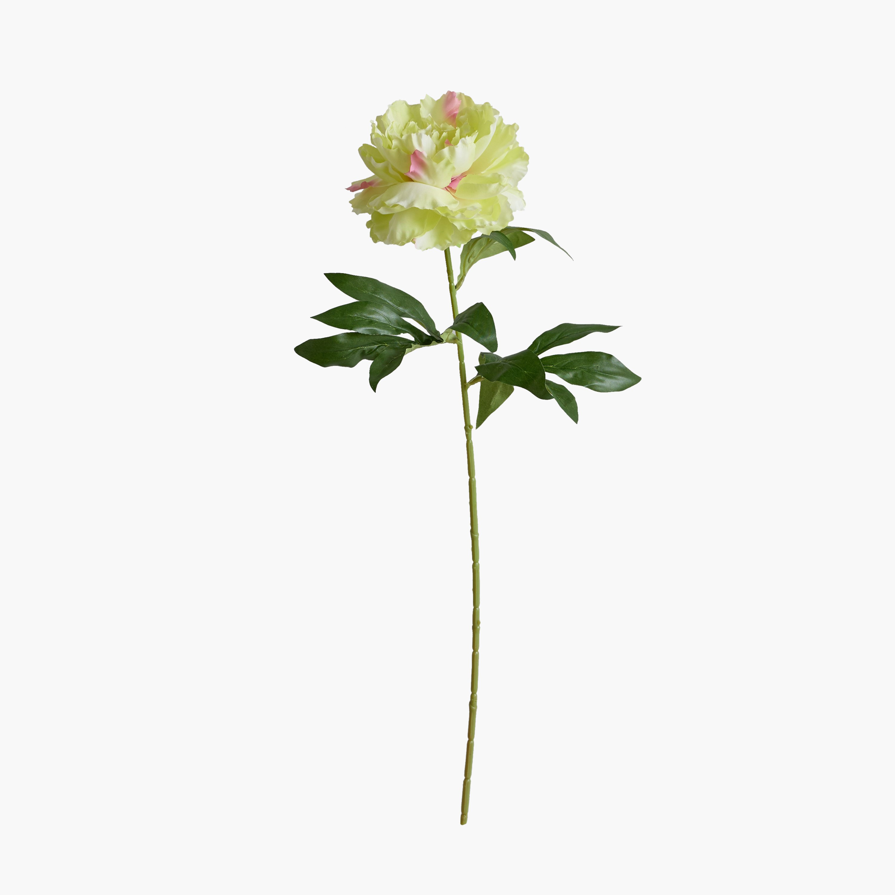 Floret Single Peony Flower Stick - 66 cm-hbxdecorandfurnishings-homeaccessories-artificialflowersandplants-image-8