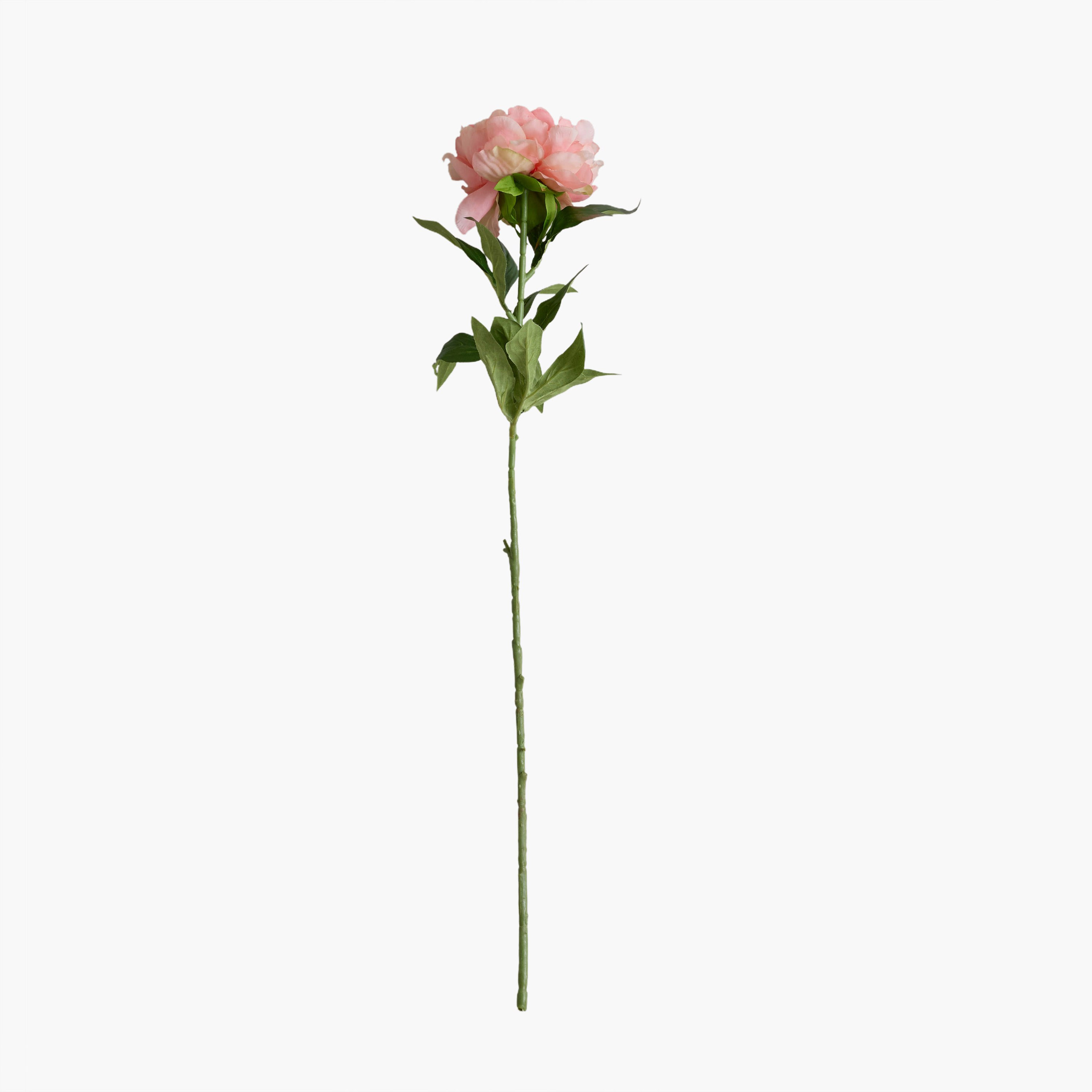 Floret Single Peony Flower Stick - 80 cm-hbxdecorandfurnishings-homeaccessories-artificialflowersandplants-image-8
