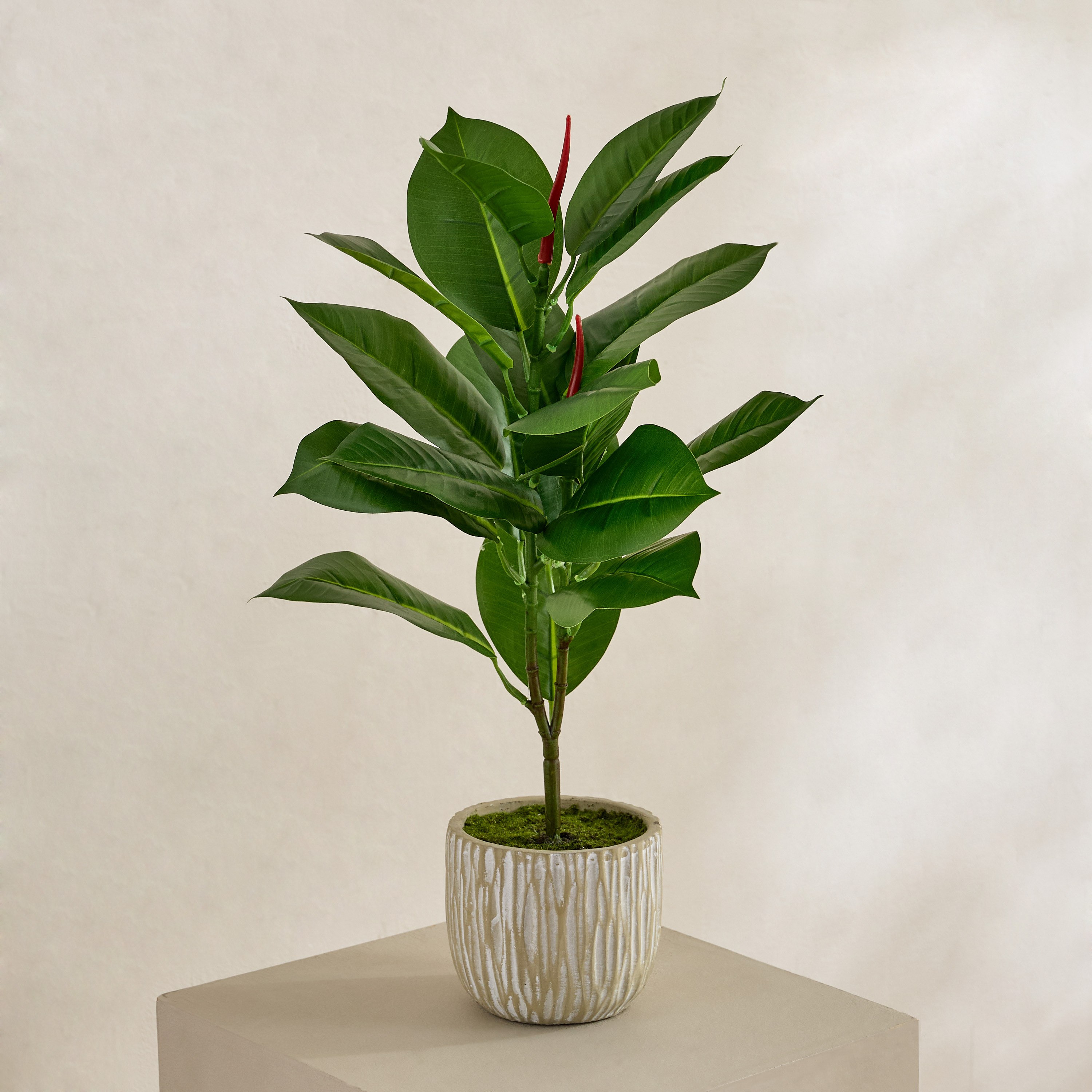 شجرة مطاط صناعية في وعاء سيراميك من إيفرجرين - 50 سم-hbxdecorandfurnishings-homeaccessories-artificialflowersandplants-image-1