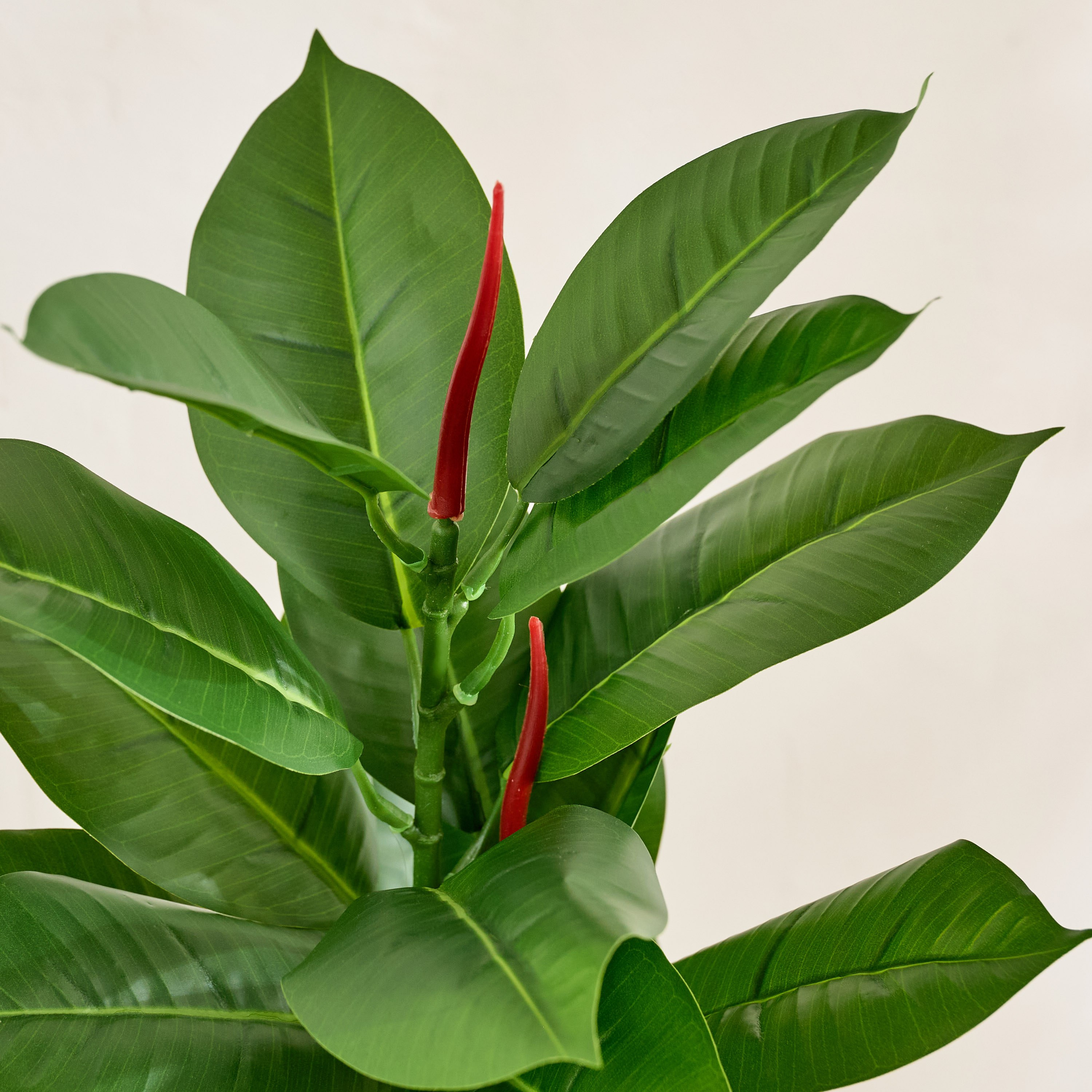 شجرة مطاط صناعية في وعاء سيراميك من إيفرجرين - 50 سم-hbxdecorandfurnishings-homeaccessories-artificialflowersandplants-image-2