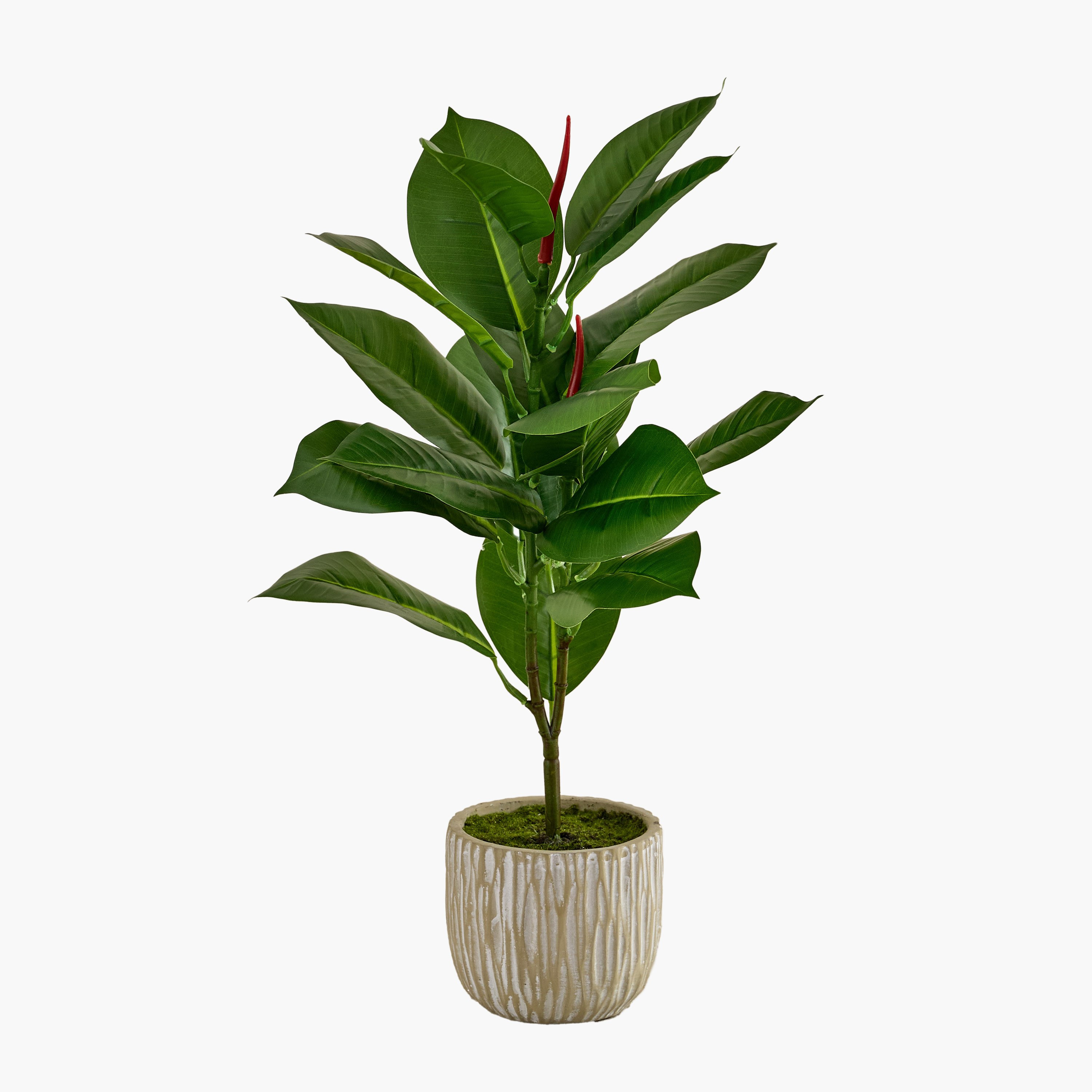 شجرة مطاط صناعية في وعاء سيراميك من إيفرجرين - 50 سم-hbxdecorandfurnishings-homeaccessories-artificialflowersandplants-image-4