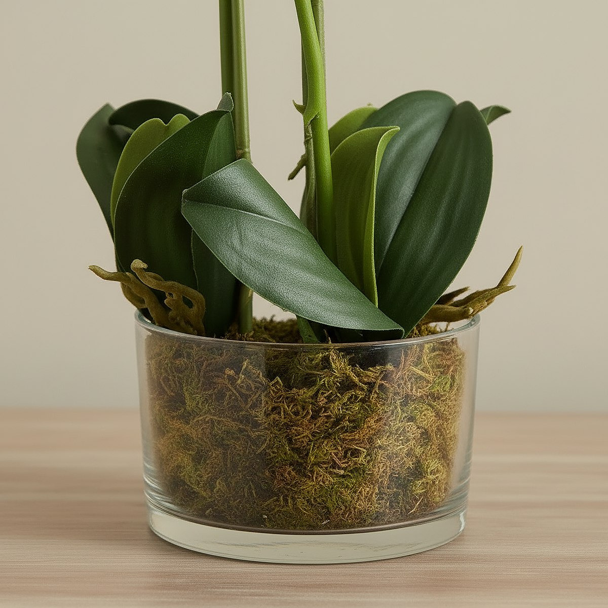 Areos Artificial Orchid Potted Plants in Glass Pot - 13x55 cm-hbxlivingroom-decorandaccessories-plantersandurns-image-3