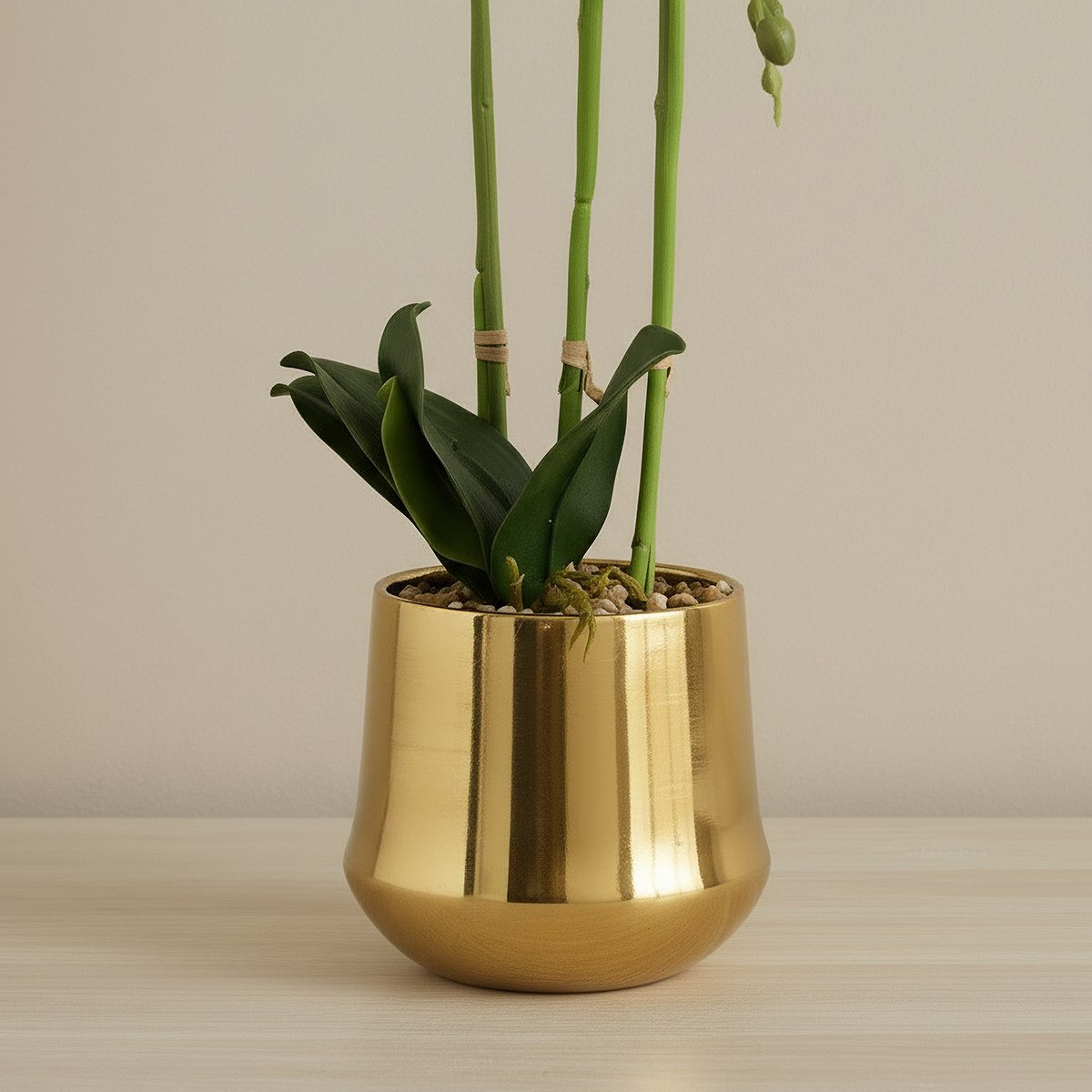 Areos Artificial Orchid Potted Plants in Ceramic Pot - 12x14x58 cm-hbxlivingroom-decorandaccessories-plantersandurns-image-3