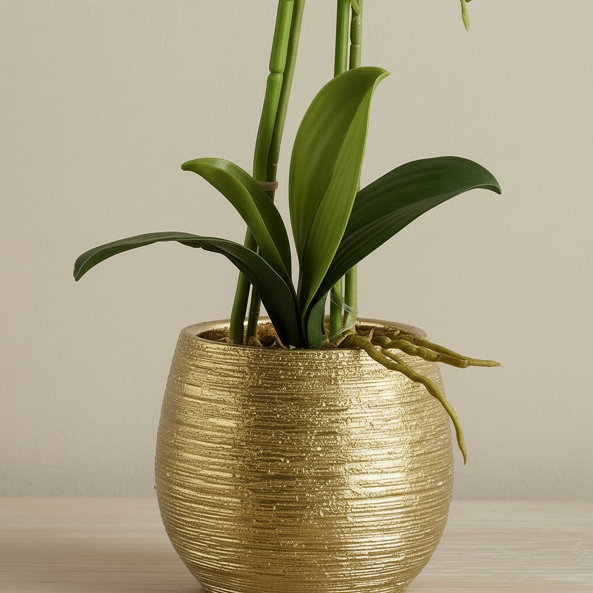 Areos Artificial Orchid Potted Plants in Ceramic Pot - 20x46 cm-hbxlivingroom-decorandaccessories-plantersandurns-image-3