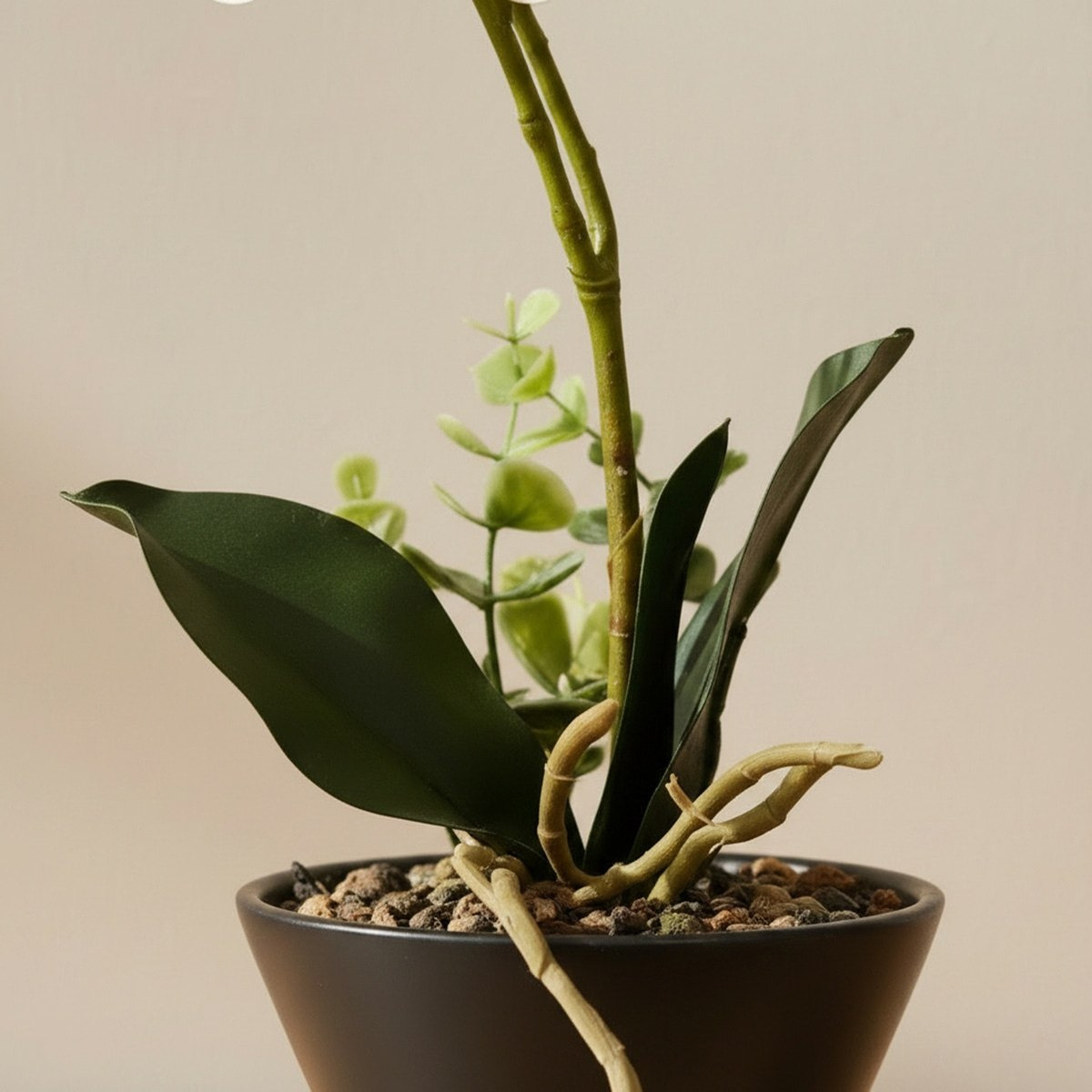Areos Artificial Orchid Plant in Ceramic Pot - 46 cm-hbxlivingroom-decorandaccessories-plantersandurns-image-3