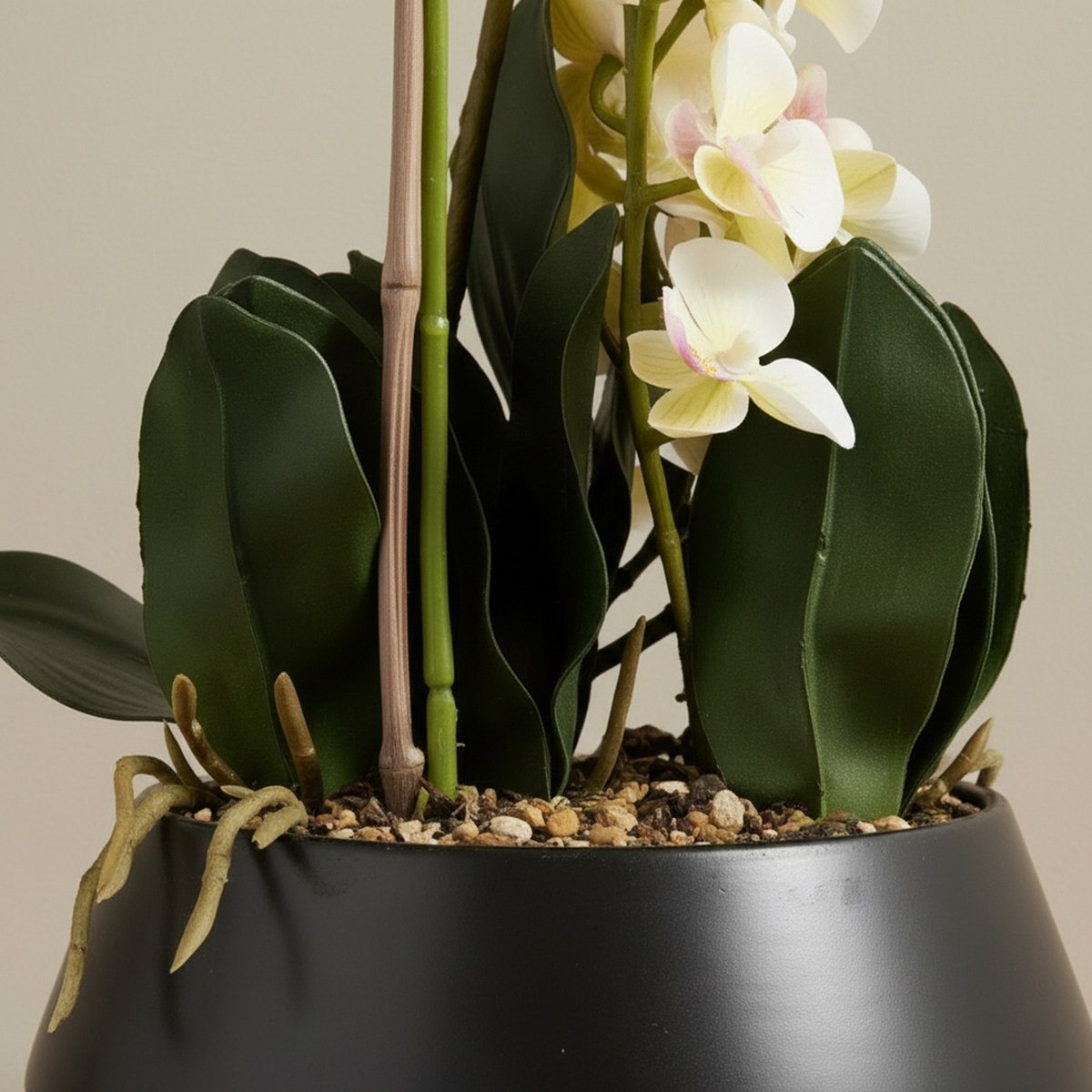 Areos Artificial Orchid Plant in Ceramic Pot - 50 cm-hbxlivingroom-decorandaccessories-plantersandurns-image-3