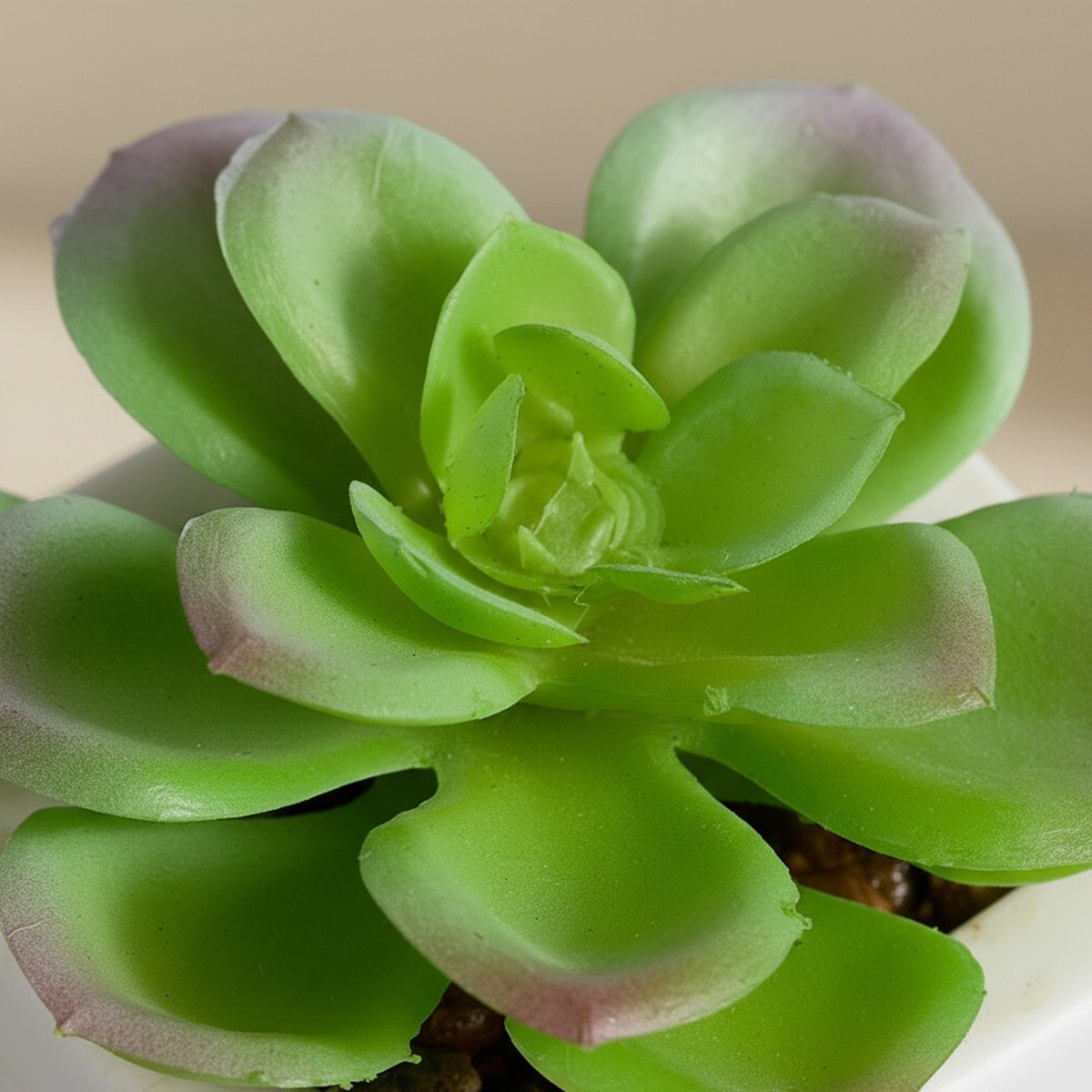 Tant Artificial Succulent Potted Plant in Pot - 6.5 cm-hbxlivingroom-decorandaccessories-plantersandurns-image-3