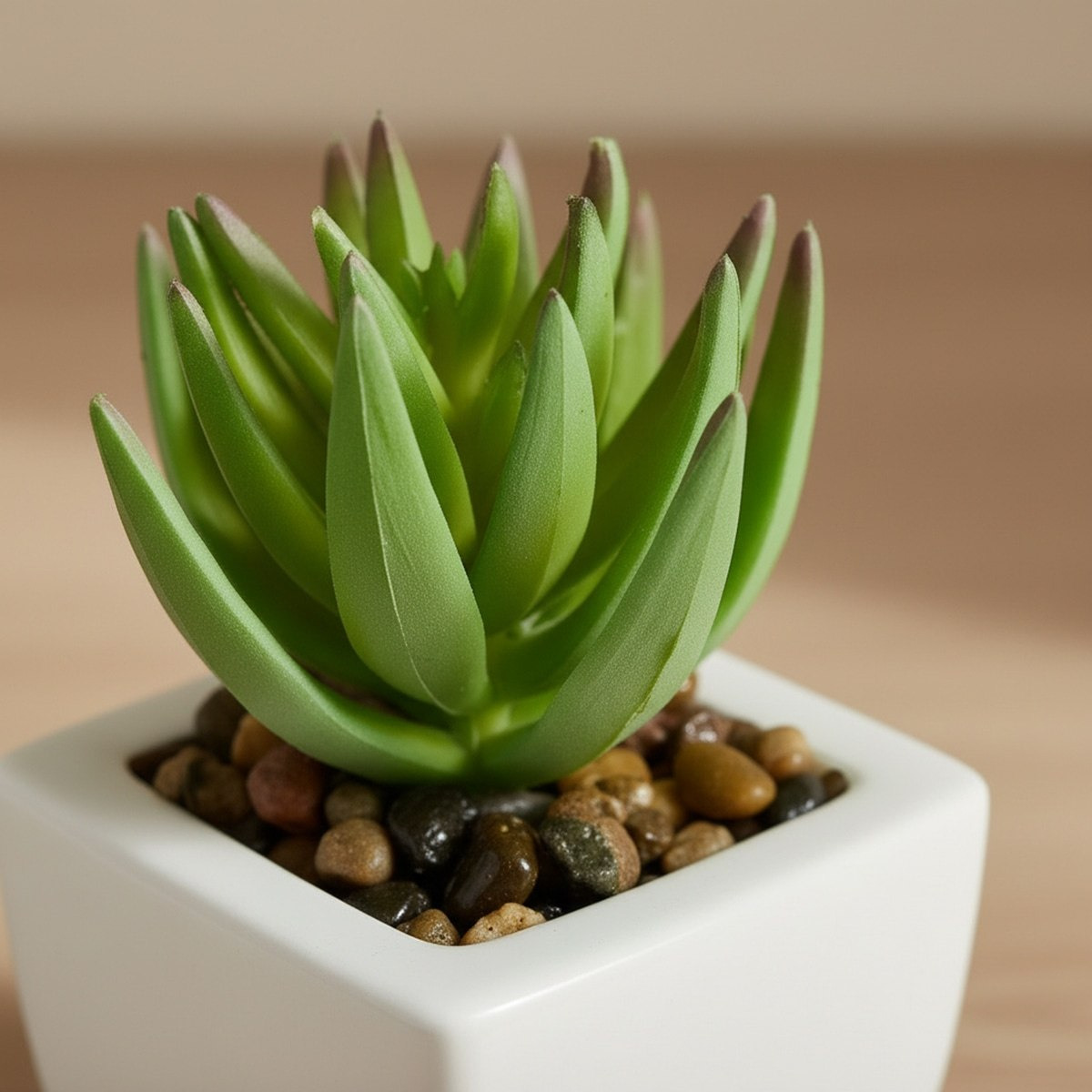 Tant Artificial Succulent Potted Plant in Plastic Pot - 8.5 cm-hbxlivingroom-decorandaccessories-plantersandurns-image-2