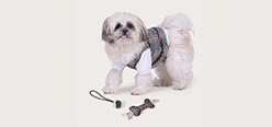 Pet Costumes